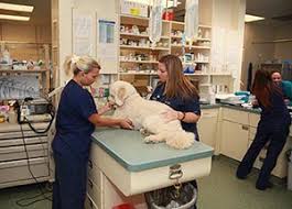 Image for Veterinary Specialists with ID of: 2544251