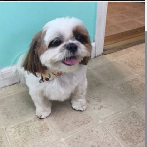 Image for Grooming By Jessie with ID of: 2544347