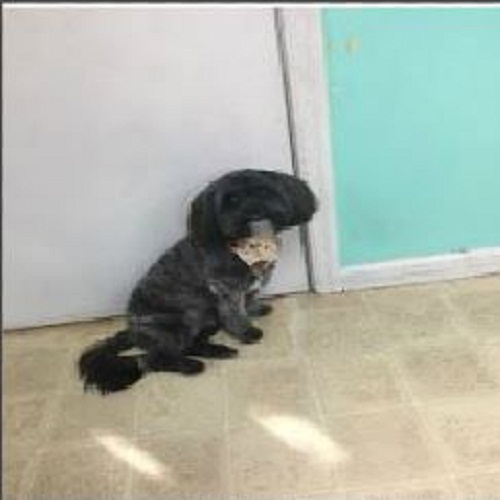 Image for Grooming By Jessie with ID of: 2544348