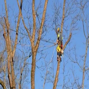 Image for Laytons Tree Service - Athens GA with ID of: 2546075