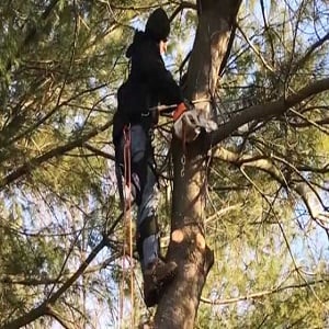 Image for Laytons Tree Service - Athens GA with ID of: 2546087