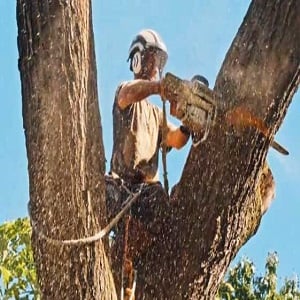 Image for Laytons Tree Service - Athens GA with ID of: 2546093