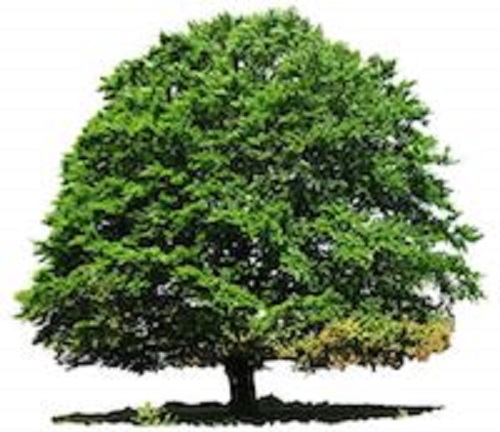 Image for Lake Charles Tree Service with ID of: 2549228