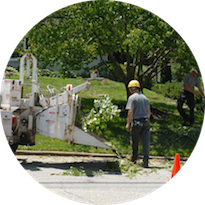 Image for Lake Charles Tree Service with ID of: 2549235
