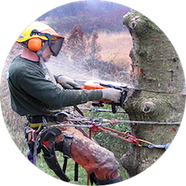 Image for Lake Charles Tree Service with ID of: 2549236