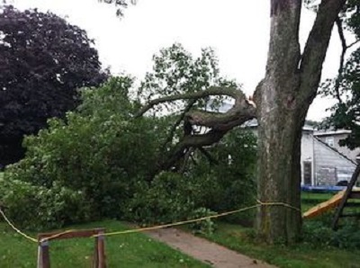Image for Lake Charles Tree Service with ID of: 2549237