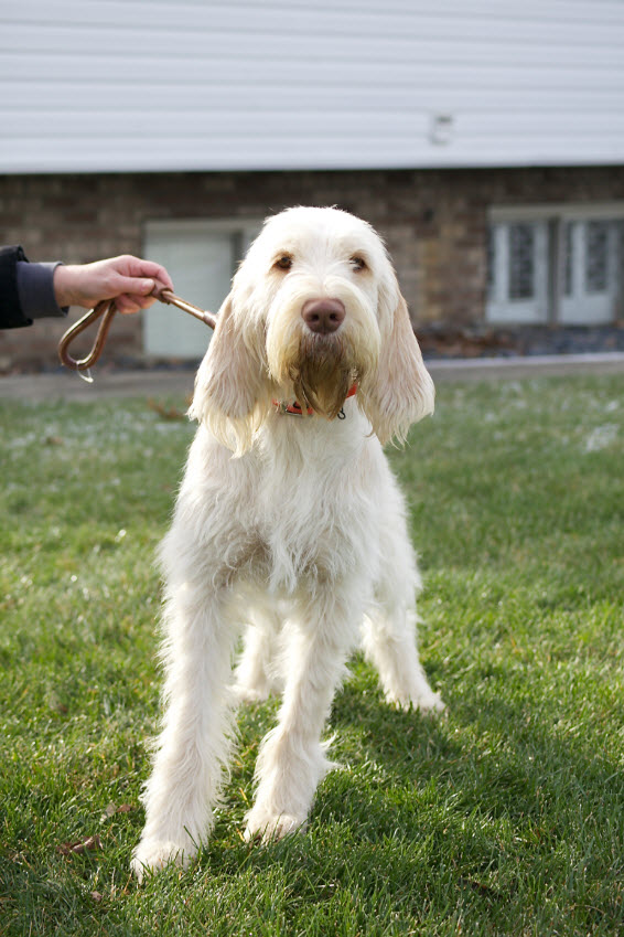Image for Michigan Spinone with ID of: 2549878