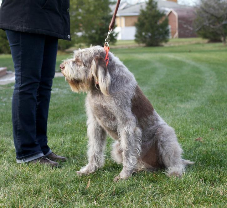 Image for Michigan Spinone with ID of: 2549879