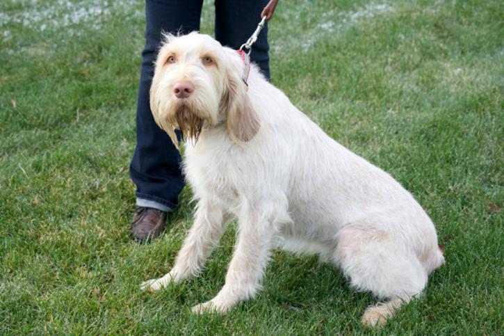 Image for Michigan Spinone with ID of: 2549880