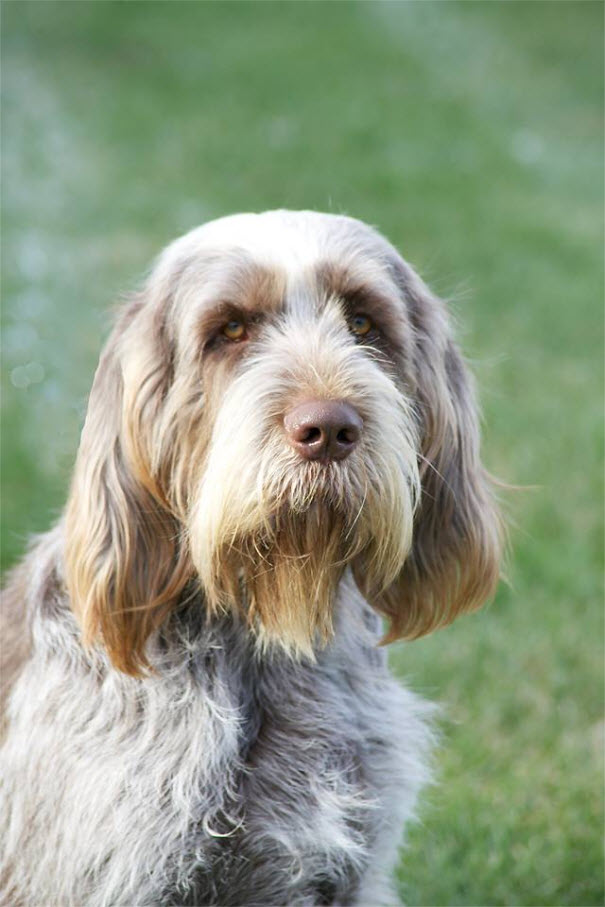 Image for Michigan Spinone with ID of: 2549882