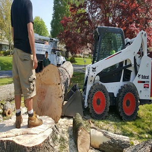 Image for Parma Tree Service with ID of: 2550697