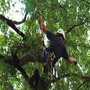 Image for Parma Tree Service with ID of: 2550699
