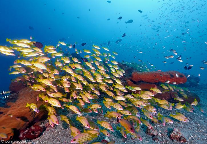 Image for Sulawesi Dive with ID of: 2550957