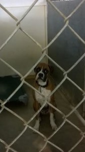 Image for Doggy Day Care & Wellness with ID of: 2552544
