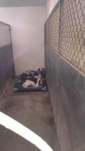 Image for Doggy Day Care & Wellness with ID of: 2552546