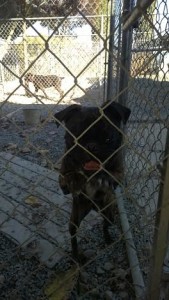 Image for Doggy Day Care & Wellness with ID of: 2552547