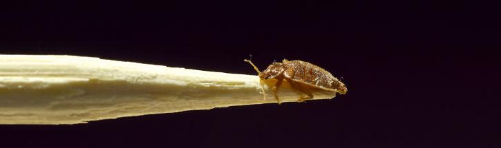 Image for Bed Bugs Exterminator with ID of: 2554957