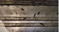 Image for Ampm Exterminators with ID of: 2557259