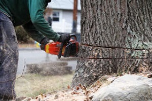 Image for Orange County Termite Control with ID of: 2565414
