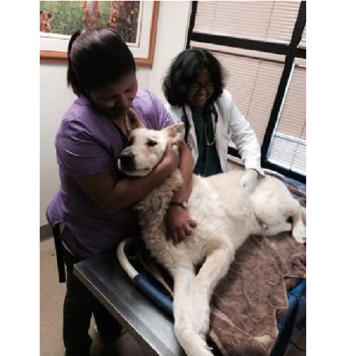 Image for Ashton Animal Hospital with ID of: 2565506
