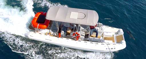 Image for Captain Dave's Dolphin &Whale Watching Safari with ID of: 2565689