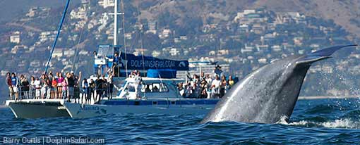 Image for Captain Dave's Dolphin &Whale Watching Safari with ID of: 2565690