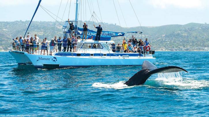 Image for Captain Dave's Dolphin &Whale Watching Safari with ID of: 2565691