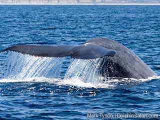 Image for Captain Dave's Dolphin &Whale Watching Safari with ID of: 2565696