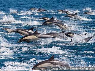 Image for Captain Dave's Dolphin &Whale Watching Safari with ID of: 2565701
