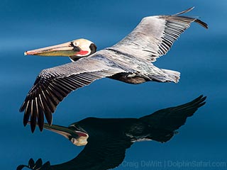 Image for Captain Dave's Dolphin &Whale Watching Safari with ID of: 2565702