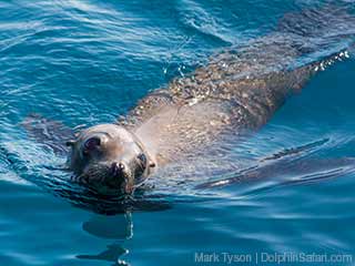 Image for Captain Dave's Dolphin &Whale Watching Safari with ID of: 2565704
