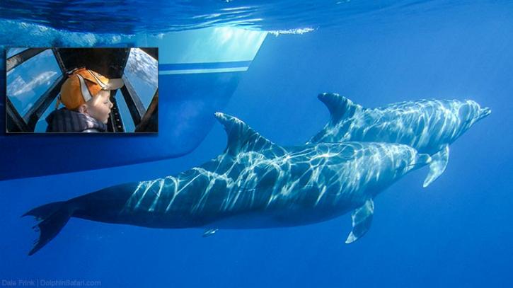 Image for Captain Dave's Dolphin &Whale Watching Safari with ID of: 2565705