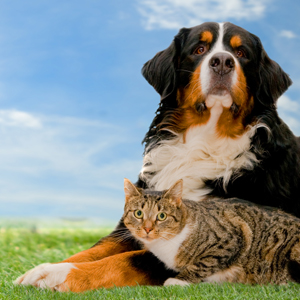 Image for C.C. Pet Spa with ID of: 2565807