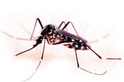Image for Mosquito Stop, LLC with ID of: 2566797