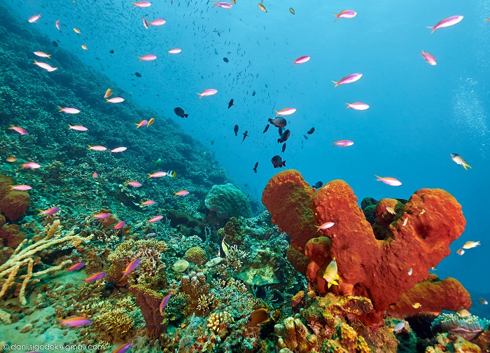 Image for Dive Indonesia with ID of: 2568443