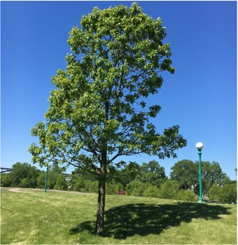 Image for Tree Service Minneapolis with ID of: 2573385