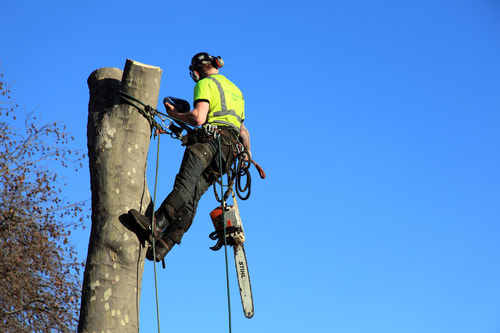 Image for Tree Service Minneapolis with ID of: 2573386