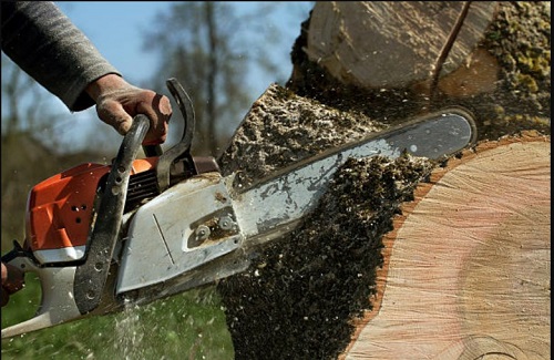 Image for Dead or Alive Tree Service with ID of: 2579654