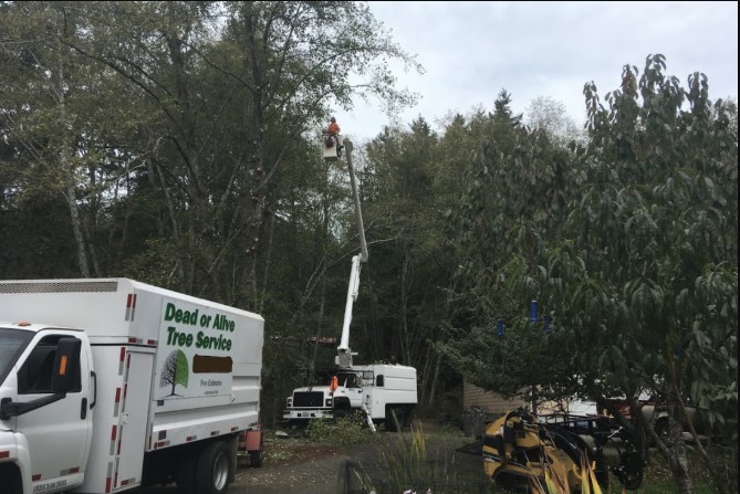 Image for Dead or Alive Tree Service with ID of: 2579655