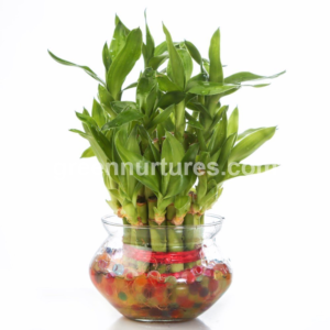 Image for buy plants online delhi with ID of: 2581983