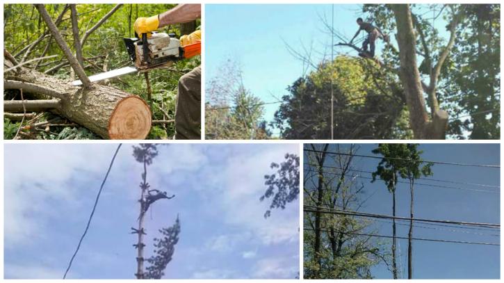 Image for Doss Tree Service South Raleigh with ID of: 2582906