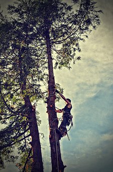 Image for Safety Experts Tree Service LLC with ID of: 2592228