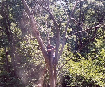 Image for Andy's Tree Service with ID of: 2594251