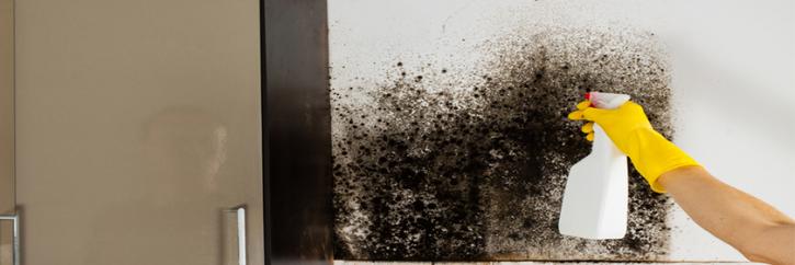 Image for Mold Removal Jupiter with ID of: 2596285