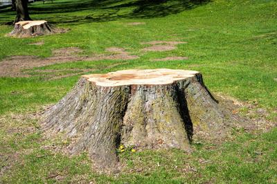Image for RJ Clements Stump Grinding with ID of: 2596578