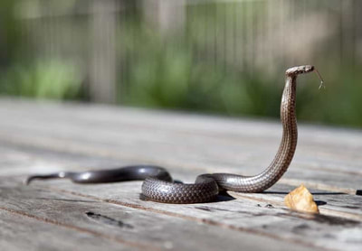 Image for parker Pest Control Services with ID of: 2597682
