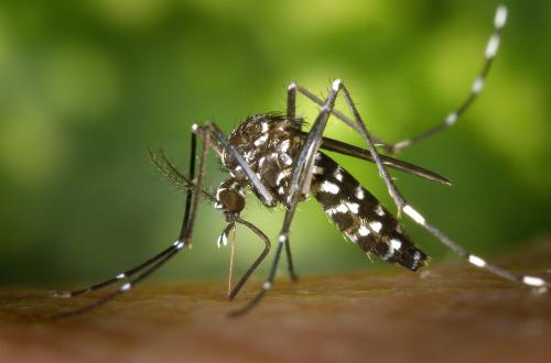 Image for Summit Lawn & Pest Control with ID of: 2601894
