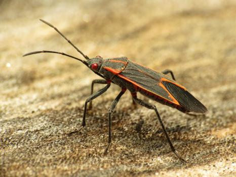 Image for Summit Lawn & Pest Control with ID of: 2601896
