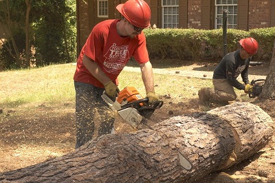 Image for Todd’s Marietta Tree Services with ID of: 2602235