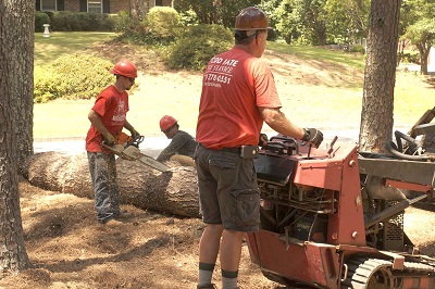 Image for Todd’s Marietta Tree Services with ID of: 2602236